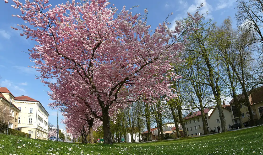 Allee in Pfarrkirchen